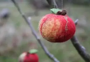 Foto: Apfelfilzen. Fotoautorin: Astrid Fiedler