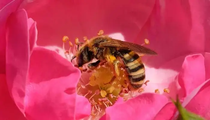 Foto: Gelbbindige Furchenbiene.