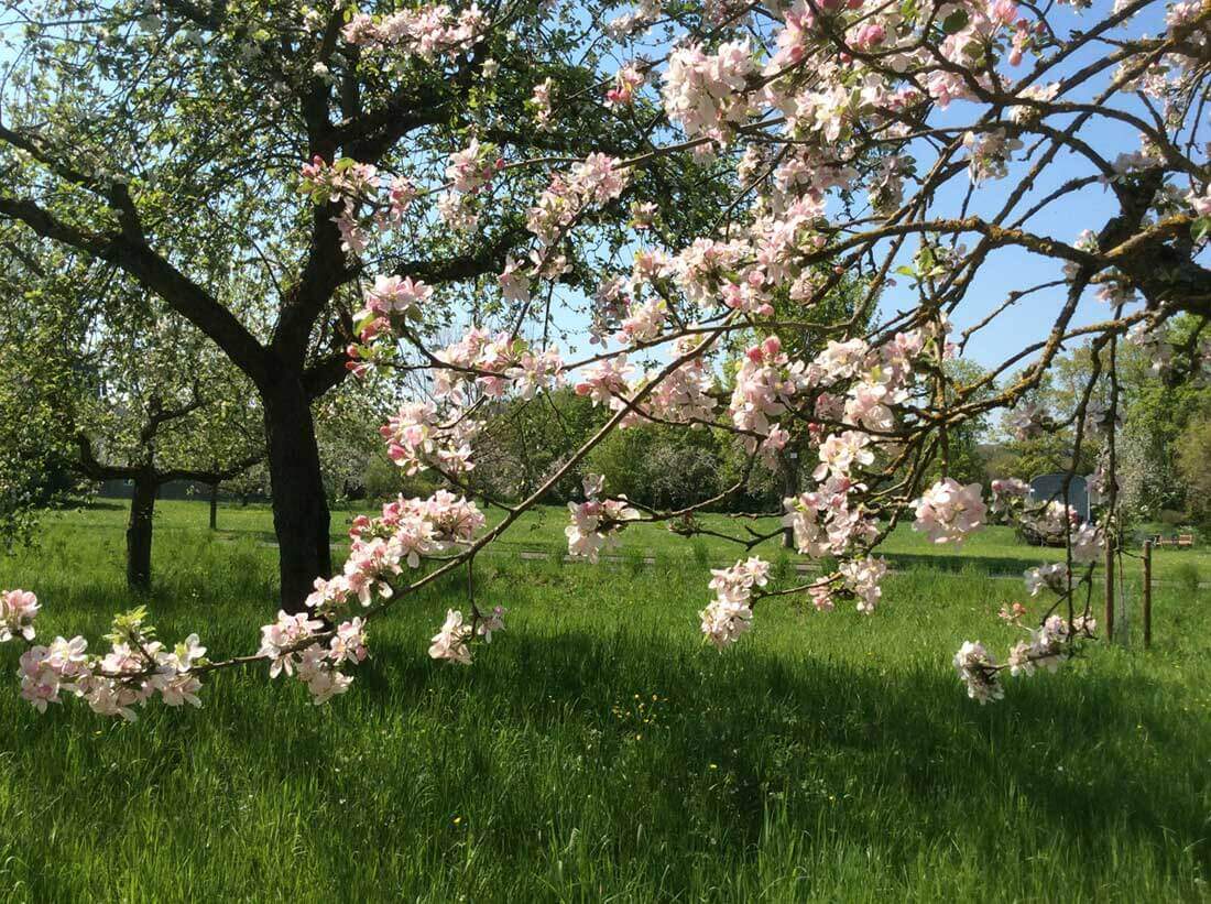 Foto: Obstbaum in Blüte. Fotoautorin: Julia Sikora Foto: Obstbaum in Blüte. Fotoautorin: Julia Sikora