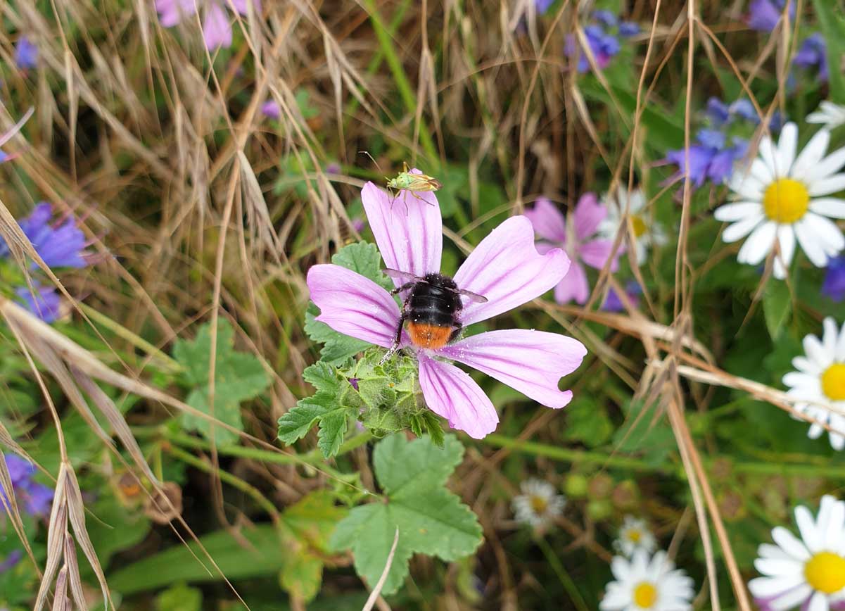 Foto: Blühflächen für den Insektenschutz Fotoautorin: Susanne Hoffmeister